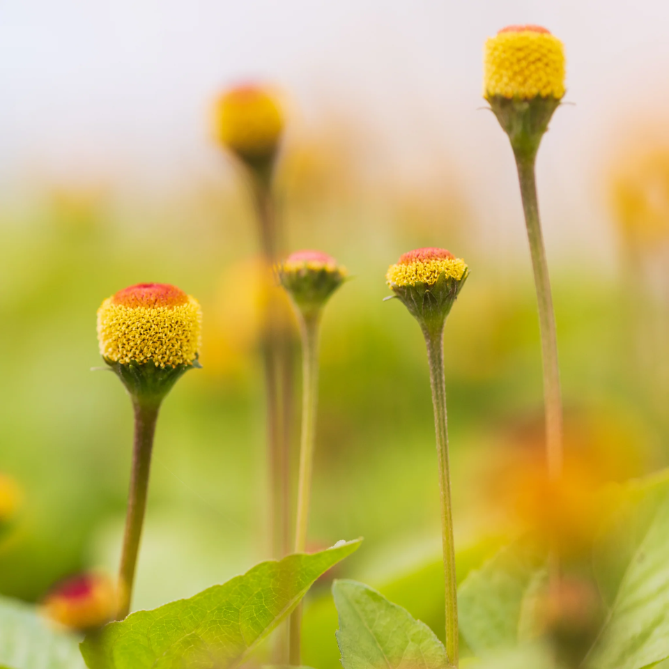 Nutri-Define Supreme Restorative Light Cream